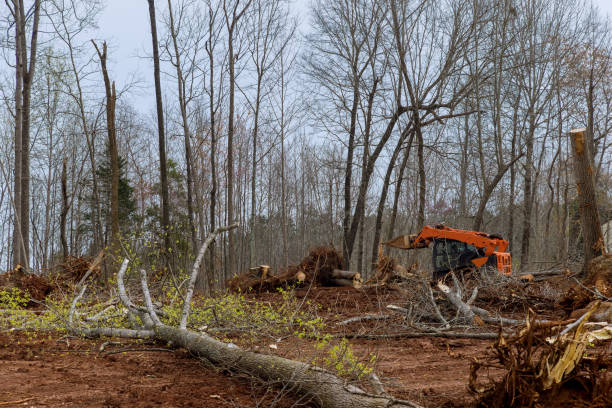 How Our Tree Care Process Works  in  Iuka, MS