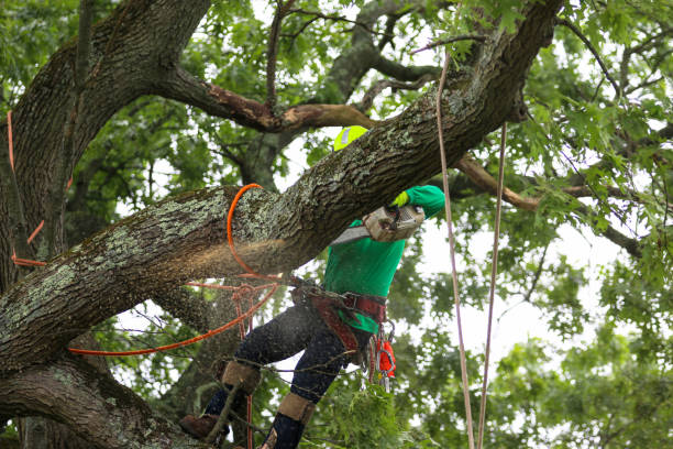 Best Firewood Processing and Delivery  in Iuka, MS