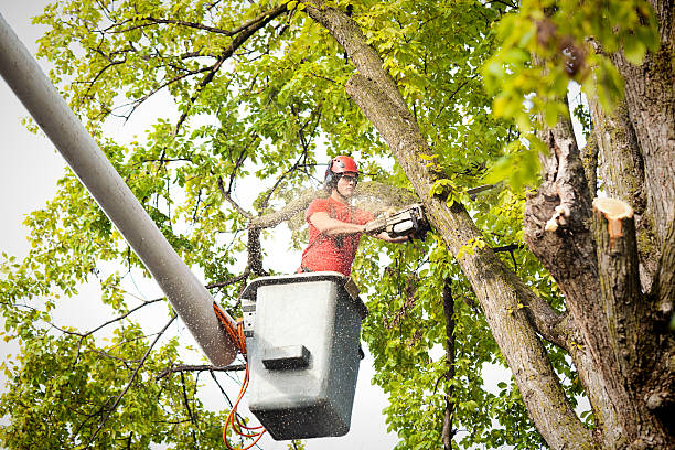 Best Tree Disease Treatment  in Iuka, MS