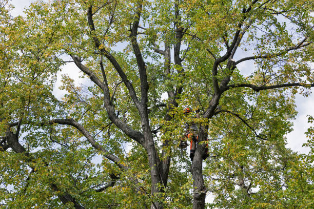 Best Arborist Consultation Services  in Iuka, MS